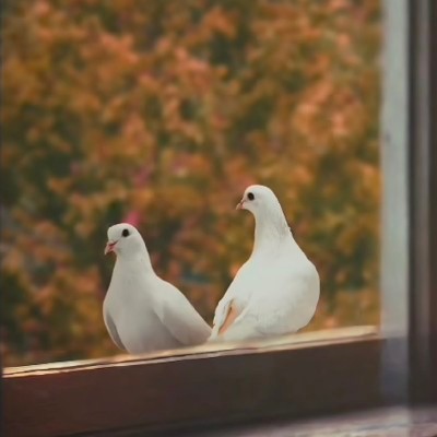 🌹 “ స్వేచ్ఛ ”🌹