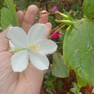 ഒറ്റമന്ദാരം𝄞 ❀ ☘️