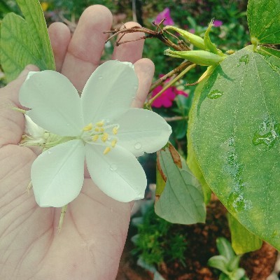 ഒറ്റമന്ദാരം𝄞❀