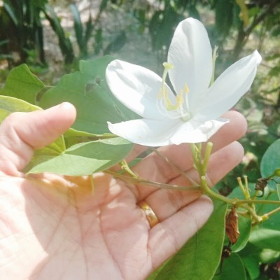 ഒറ്റമന്ദാരം𝄞❀