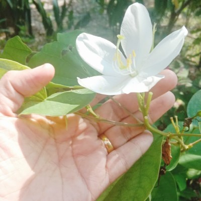 ഒറ്റമന്ദാരം𝄞❀