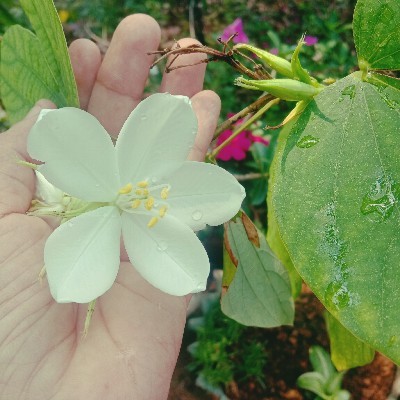 ഒറ്റമന്ദാരം𝄞❀