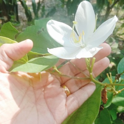 ഒറ്റമന്ദാരം𝄞❀