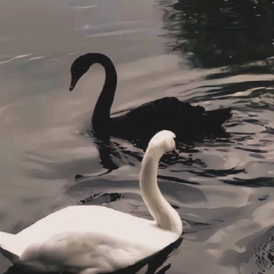 Night shade "🌑 🩸"