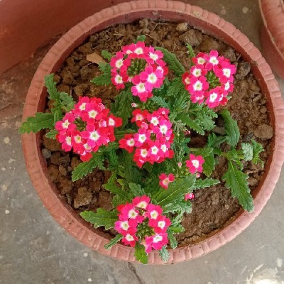 Jayshree Kundu Dutta