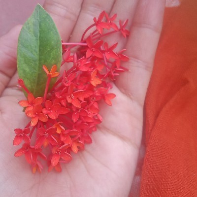 রংতুলির ক্যানভাস