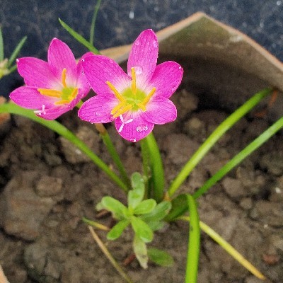 পরিনীতা