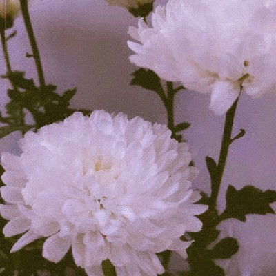 _White Princess_ ✨🩵