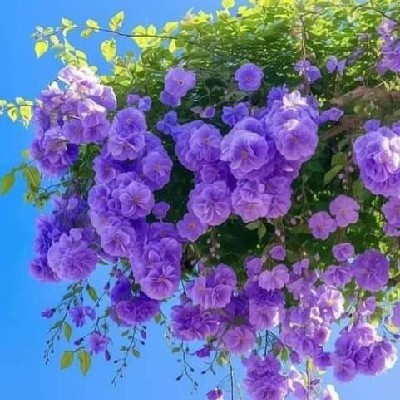 கே. நஜீமா ஜமான்