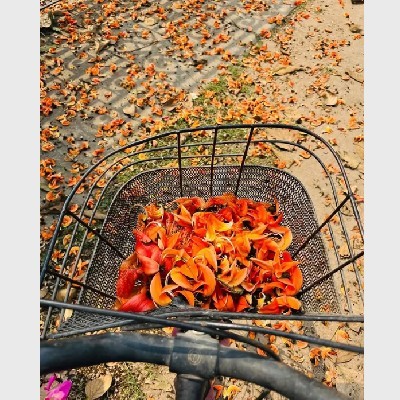 🌼 "রাত্রিকা 🌼"