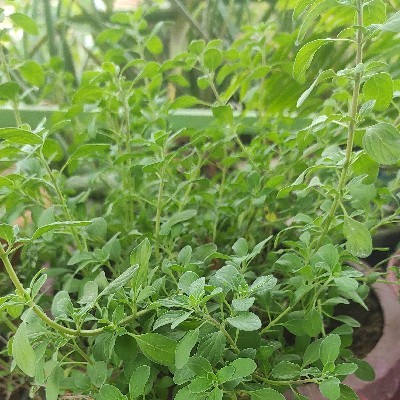 Dr Geeta B "మదిలో మాటలు"