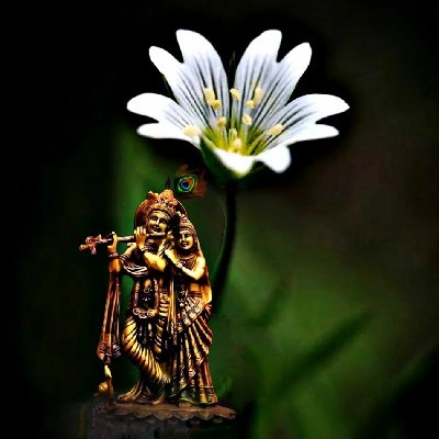 ದರ್ಶಿನಿ "ಕೃಷ್ಣೆ"