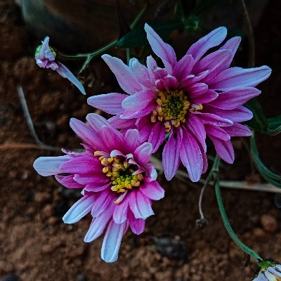 ನಕ್ಷತ್ರ "ಸನಾತನಿ"