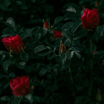 Aryasree Aryasree "Black lover"