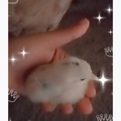 श्रेया बडगे "छकुली"