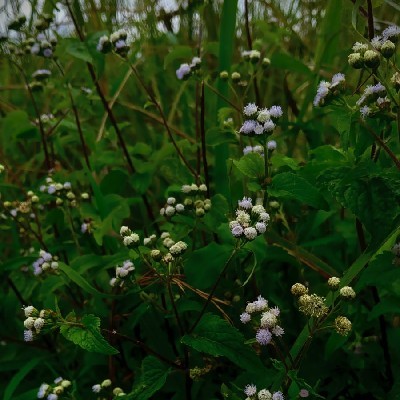 അഷ്ടമി ദേവ്നാധ്