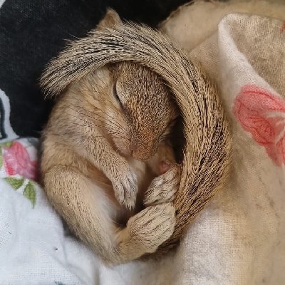 स्वामिनी