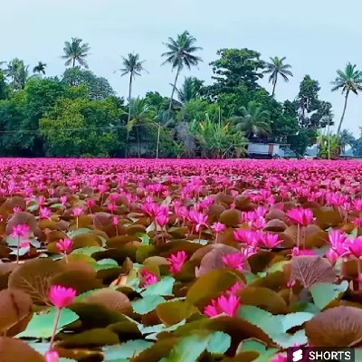 ശലഭം  (NR)  🦋🦋🌺🌺