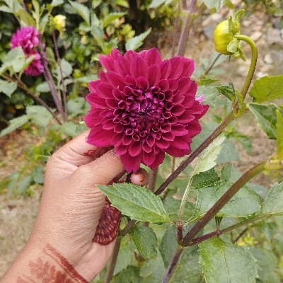 ಶ್ರೀ