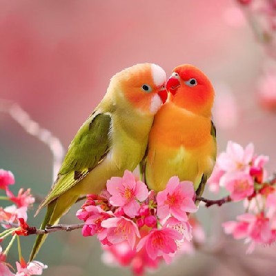 Love 💕 Bird 🕊️
