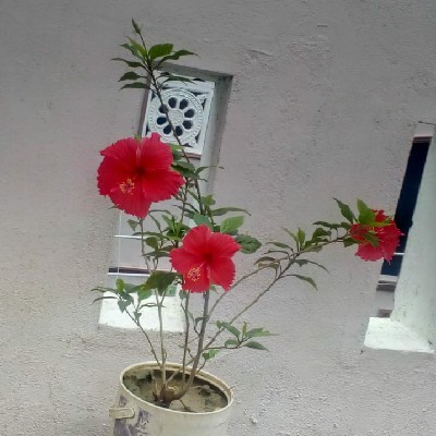 Uma Mathi