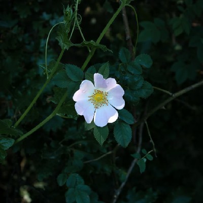 Wild Rose