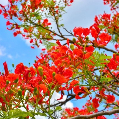 Gulmohar
