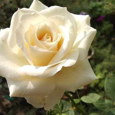 Mousumi Sardar "Rakhi"