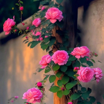 റംഷീന സുനീർ "നിലാവിന്റെ കൂട്ടുകാരി 🖤"