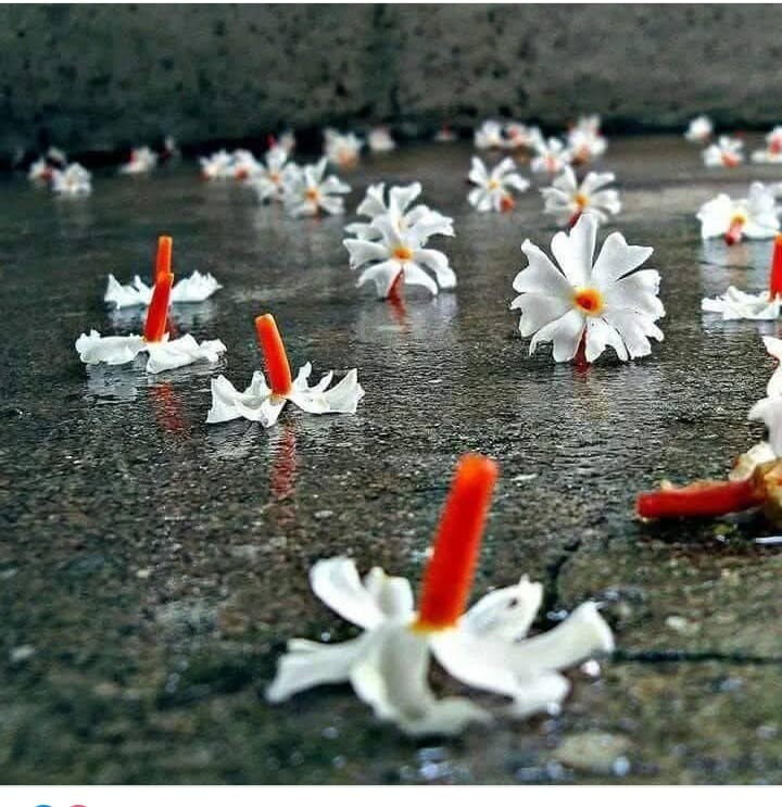 সায়মা ইসলাম "Samu"