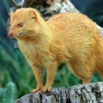 Manjula Naresh "Pargi"