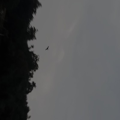 Soaring Peregrine "Soaringperegrine9"