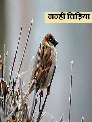 नन्हीं  चिड़िया