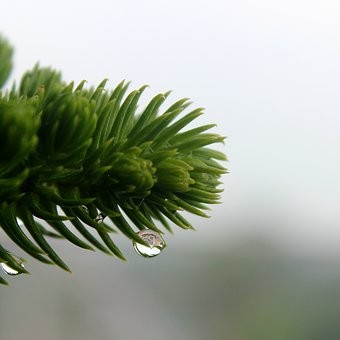 निसर्ग