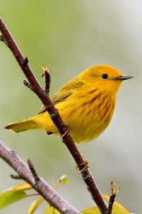 হলুদ পাখি