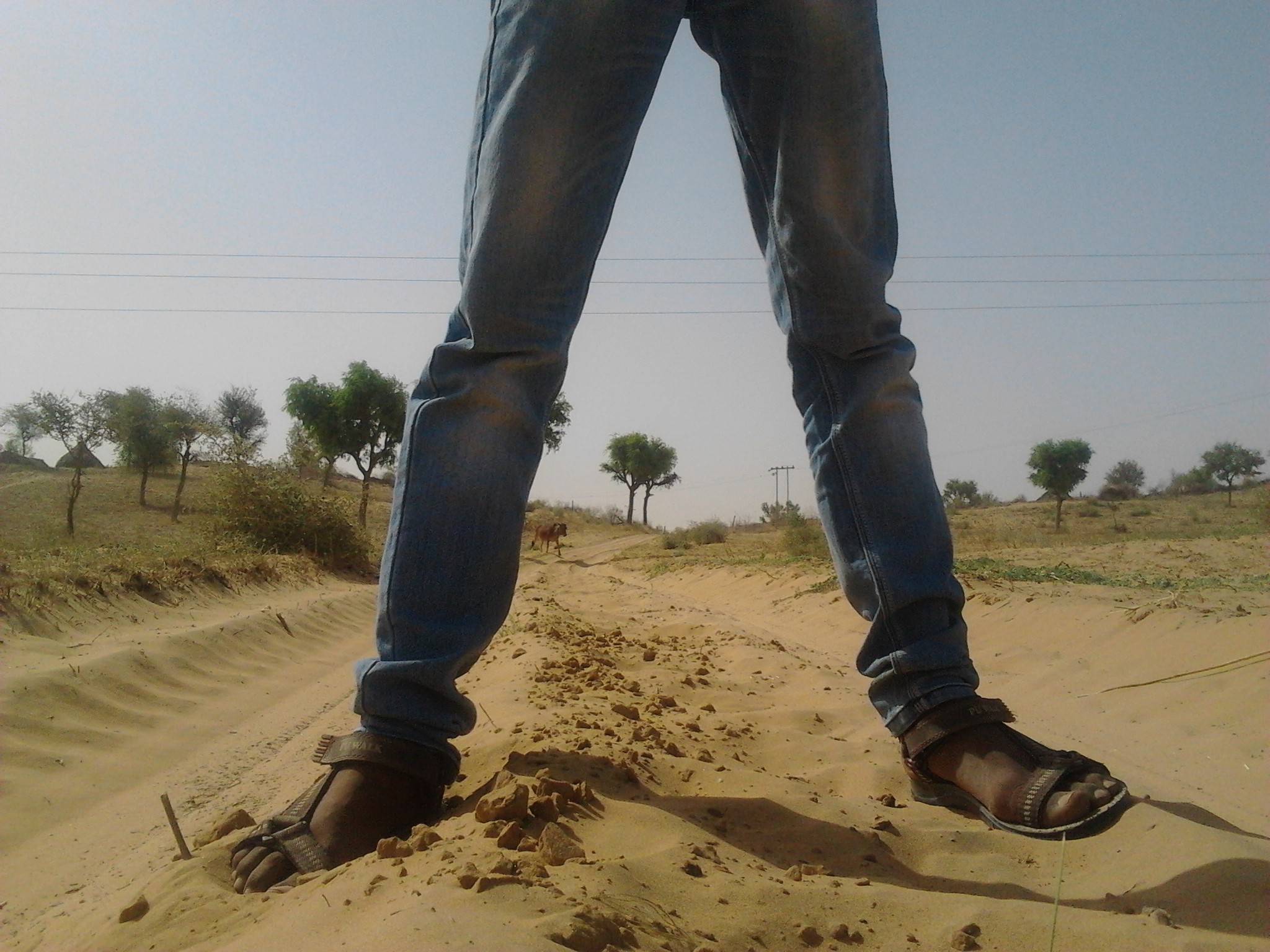 शीत  आगमन