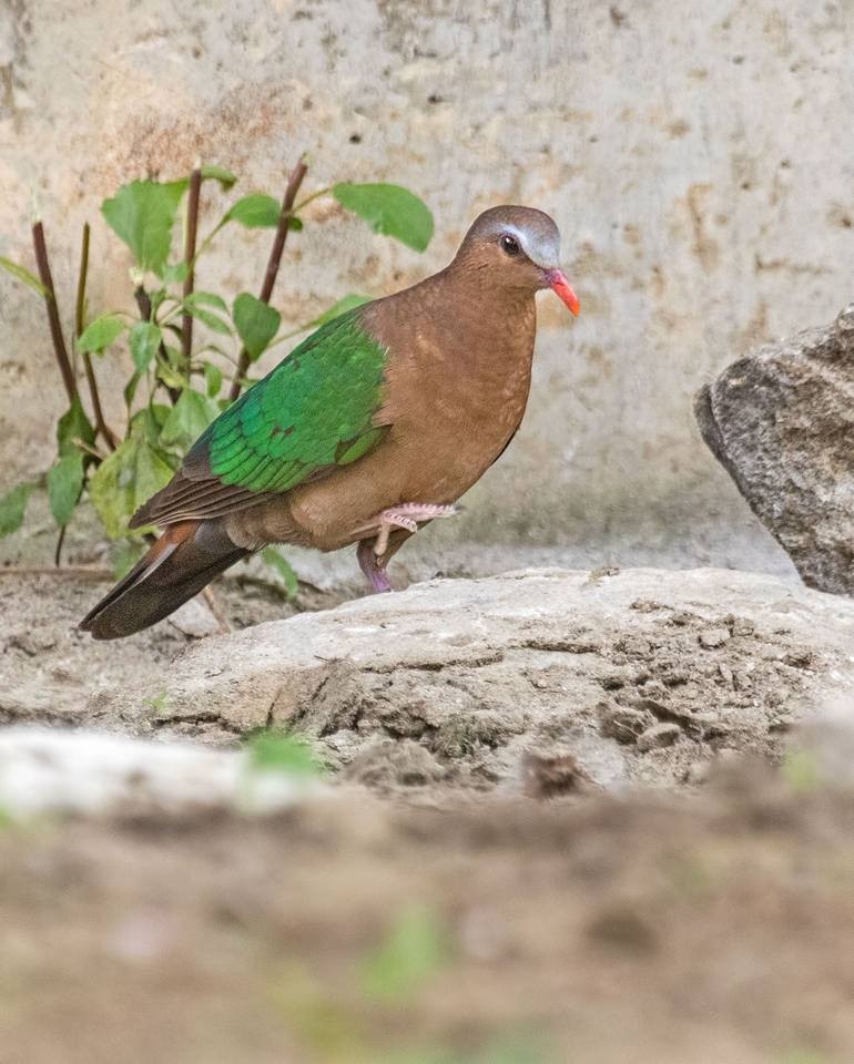 विधीलिखीत