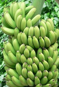 అరటి గెలలు