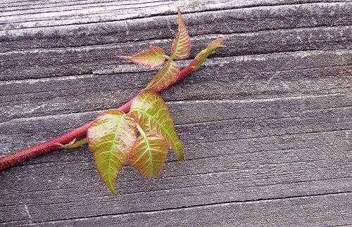 संघर्षों का विष