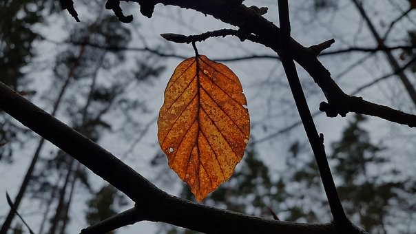 कटुसत्य