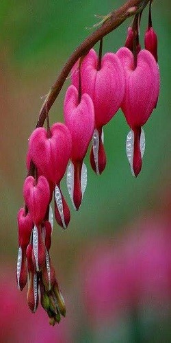 জীবনবীণা