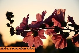 आँखे चार करता बोगन वेलिया