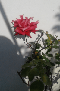 कुछ रह तो नहीं गया