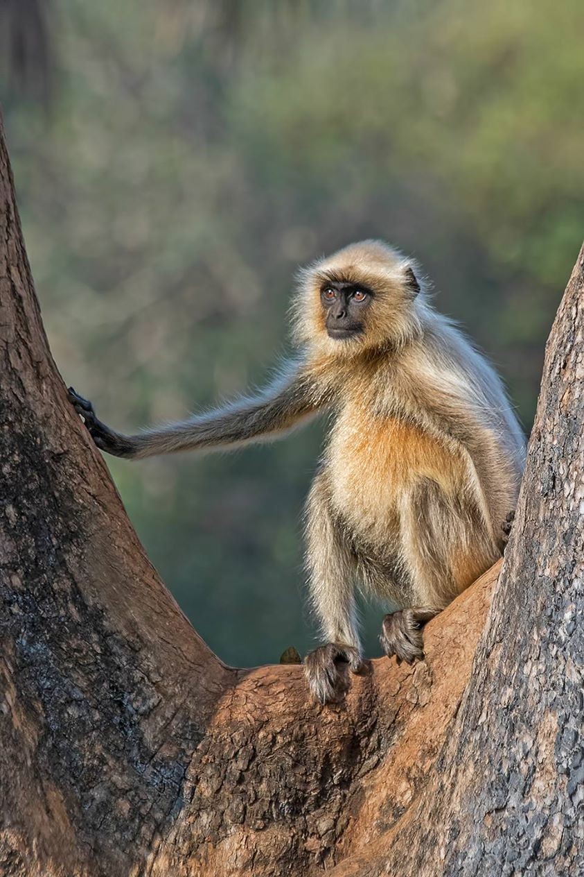 बेशिस्त चालक