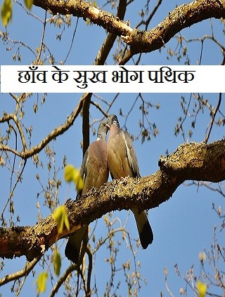 छाँव के सुख भोग पथिक