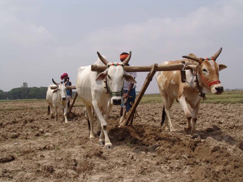 हल और बैल