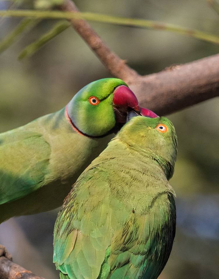 " ती"चे 'प्रेम'