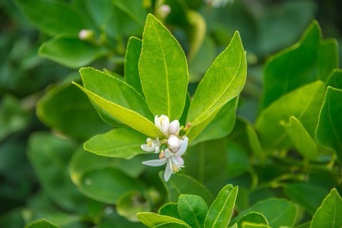 लिंबाचे झाड ते