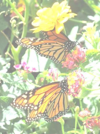 प्रेम ही प्रेम