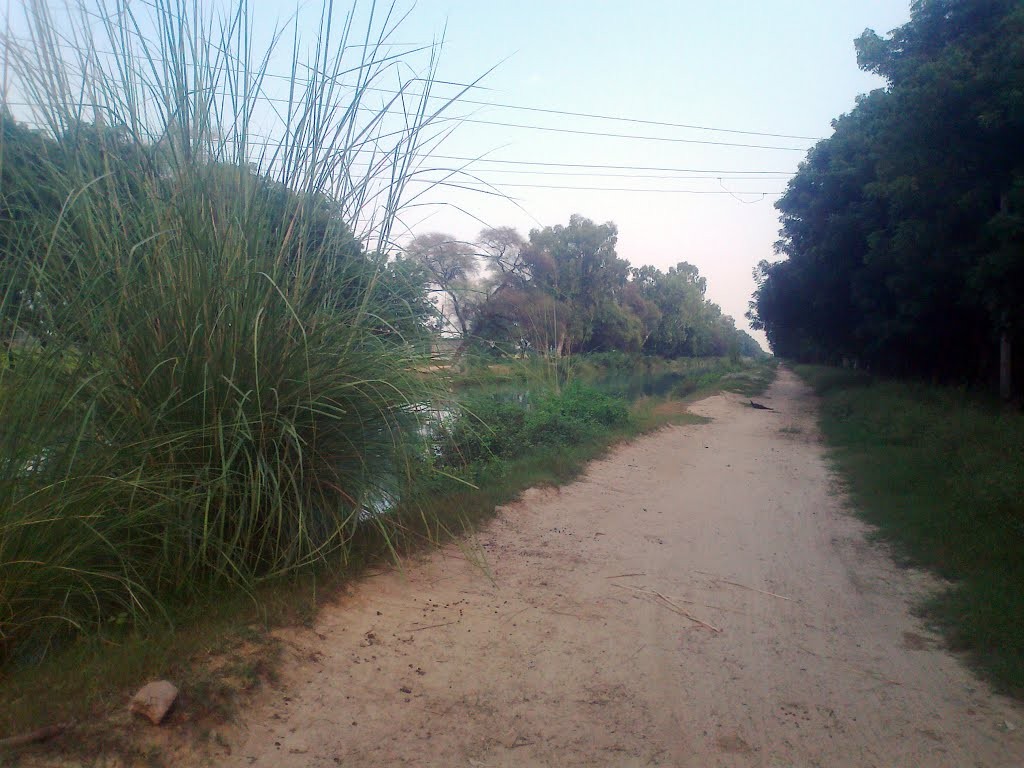 मेरे गाँव की पगडंडी